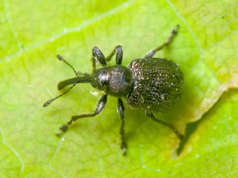 Schoenitemnus minutus (Herbst, 1797)